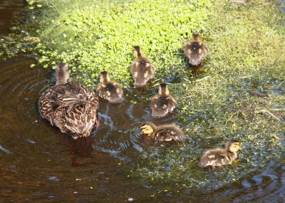 [Mom is in the water with six ducklings just off her right side feeding in the water.]